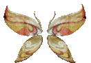 Wings of Life +9 Wings of Life +9